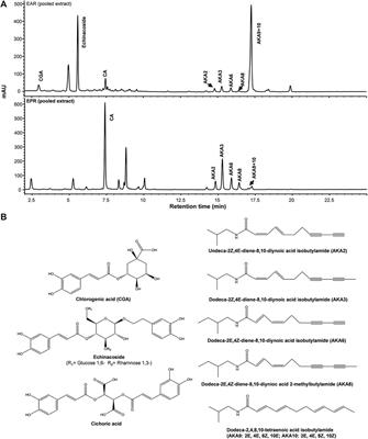 Interactions of Echinacea spp. Root Extracts and Alkylamides With the Endocannabinoid System and Peripheral Inflammatory Pain